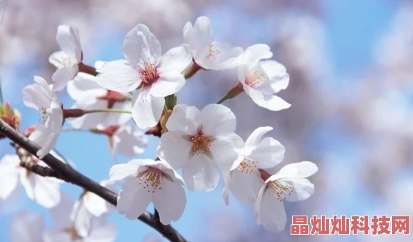 不需要再夹住了-樱花动漫让我们勇敢追求梦想，释放内心的热情与创造力，共同迎接美好的未来！