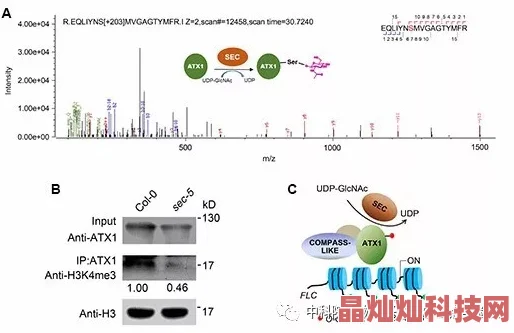 大尺度性做爰过程最新进展消息研究团队发现新机制揭示了生物体内复杂的相互作用对生殖行为的影响