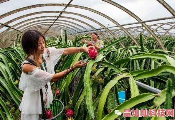 《我的世界》游戏最新种植土地方法全攻略：高效利用资源，打造丰饶农场秘籍