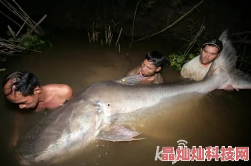 心动小镇最新消息：深入探索欧洲鲶鱼栖息地及出没地点全面介绍