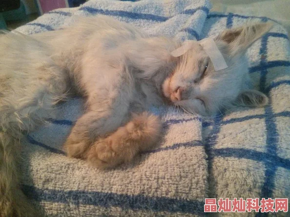 小玲和公第一章小玲在公园里遇见了一只流浪猫并决定带它回家