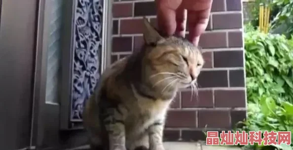 小玲和公第一章小玲在公园里遇见了一只流浪猫并决定带它回家