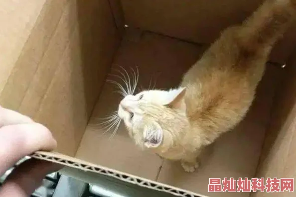 小玲和公第一章小玲在公园里遇见了一只流浪猫并决定带它回家