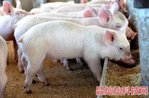 牲畜幼儿园小猪们开始学习辨认不同种类的饲料