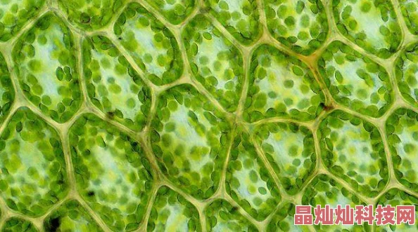 天堂热近日科学家发现新型热带植物具有抗旱能力或将改变生态研究方向