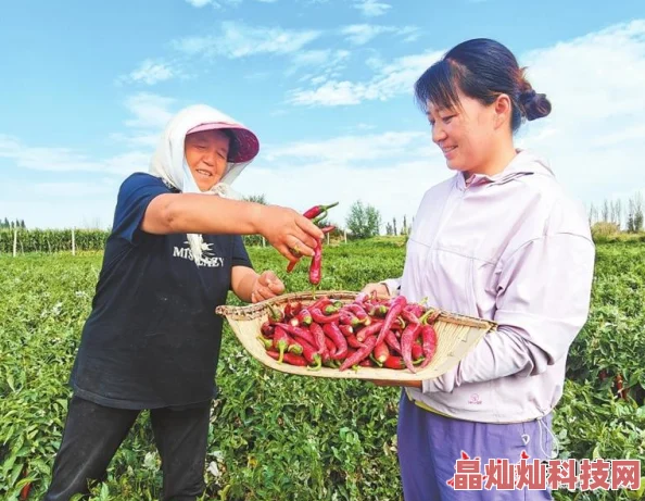 《又黄又猛》种植基地喜获丰收黄澄澄的大南瓜和猛涨的辣椒产量创新高