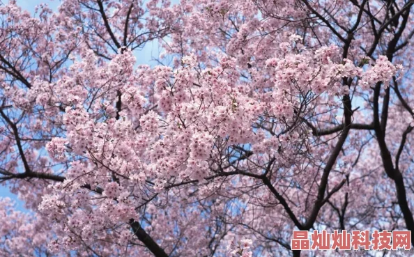 loveme枫与铃樱花动漫雨过天晴，阳光总在风雨后，心怀希望迎接美好未来