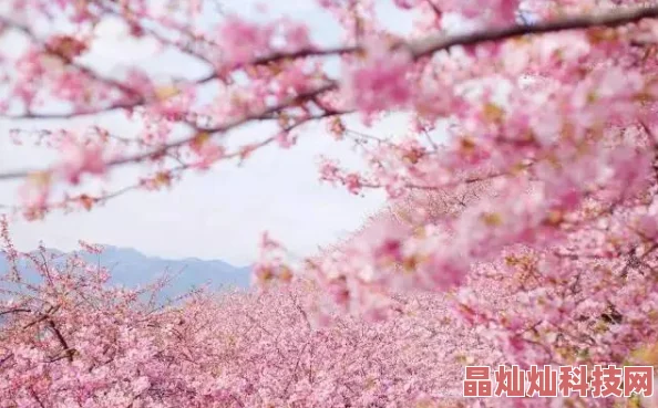 loveme枫与铃樱花动漫雨过天晴，阳光总在风雨后，心怀希望迎接美好未来