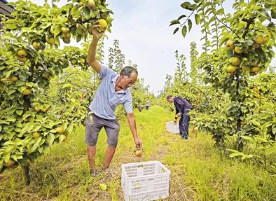 山村湿乱近日山村迎来丰收季节，农民们忙着采摘新鲜水果，村庄洋溢着欢声笑语