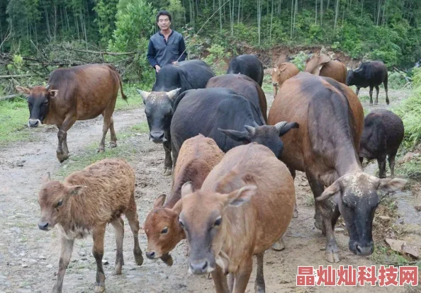 成品人短视频app引导用户探索多元文化与生活方式