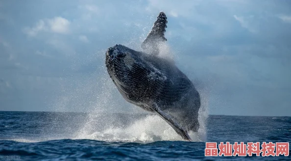 航海王燃烧意志新技巧揭秘：高效关闭状态技能方法，掌握后战力飙升必看！