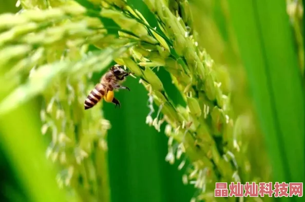 明日之后：掌握河蟹垂钓技巧，解锁多样河蟹大餐烹饪配方新体验