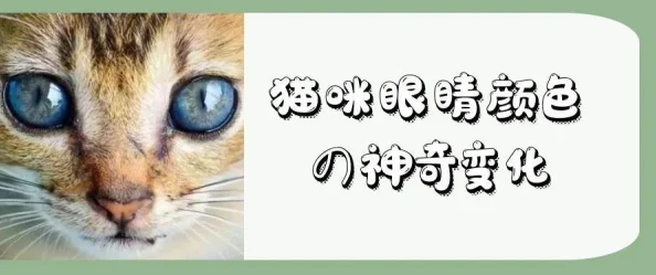 2024新发现！一起来捉妖：探索猫眼睛基因全览，揭秘稀有变异色彩