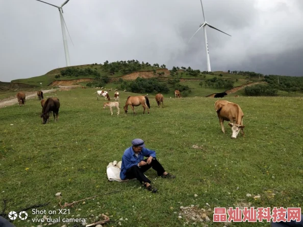 户外野战农村放牛老头平静的午后老牛啃着青草悠闲自在