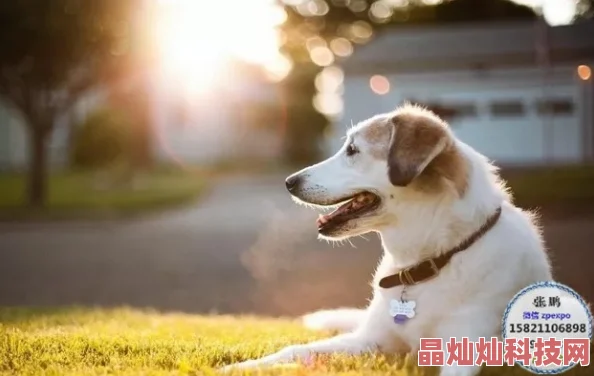 亲热网站萌犬奇缘用爱与陪伴温暖心灵传递快乐与希望