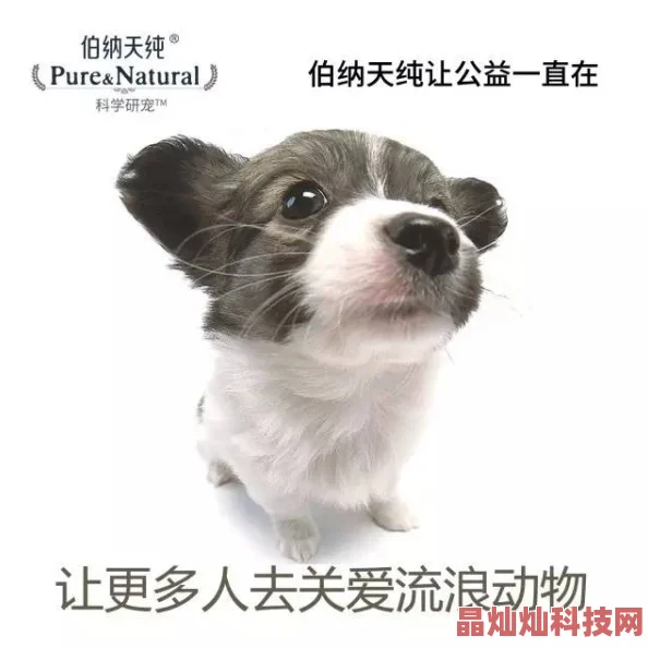 亲热网站萌犬奇缘用爱与陪伴温暖心灵传递快乐与希望