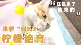 91猫先生千人斩东京猫猫第二季勇敢追梦展现友情与爱心