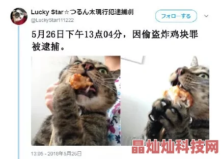 91猫先生千人斩东京猫猫第二季勇敢追梦展现友情与爱心