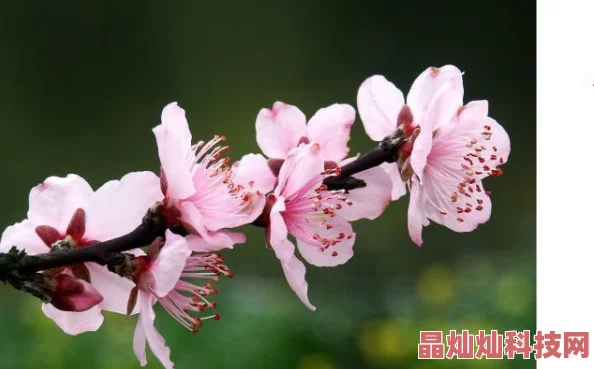 高僧有点撩网传寺庙后山种满桃花引来众多妙龄女子