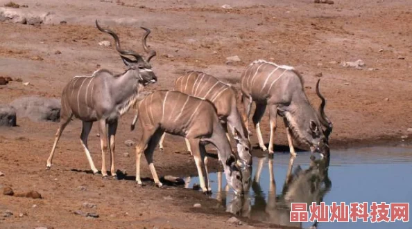 传奇世界手游竞技场打法攻略与挑战规则详解：网友热议实战技巧