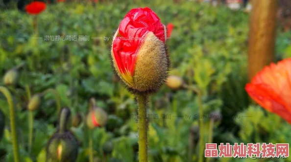 污到下面滴水的小说据说是作者亲身经历改编而成引发读者热议