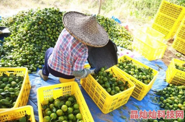 自愉自愉产区24区据传当地盛产神秘水果口味独特引发网友热议