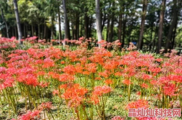 天天色播传递色彩斑斓的日常生活美好点亮每一天