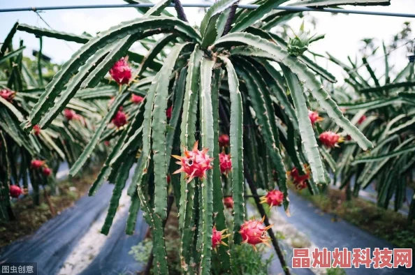 草莓芭乐丝瓜绿巨人榴莲香蕉网友称这水果组合闻起来像生物武器的味道实在太上头了