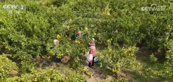 桃花小神农种植技术不佳产量低销路差亏损严重