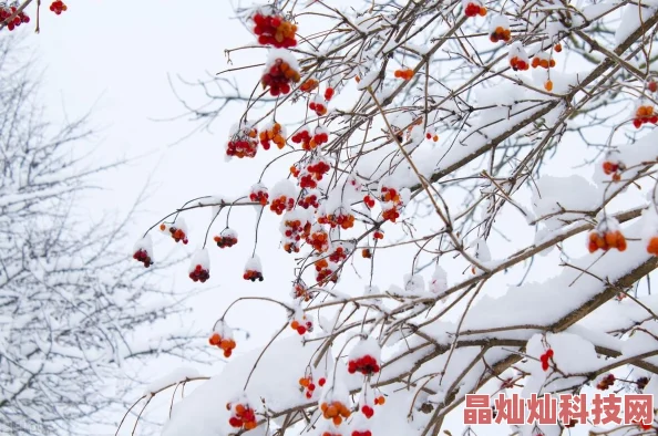 玫瑰温酒小说免费阅读内容粗糙情节老套更新缓慢文笔稚嫩错别字多