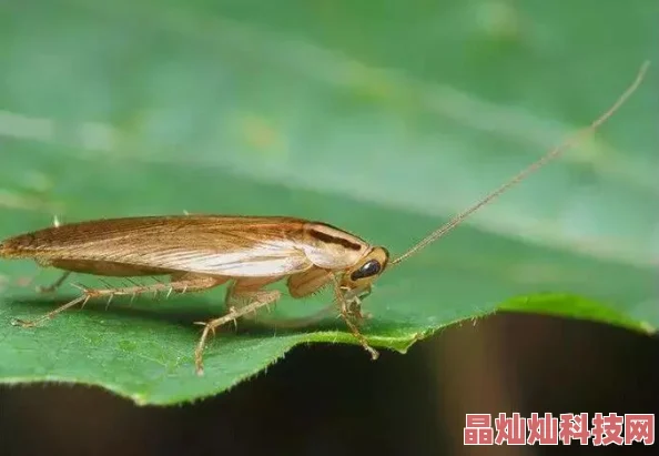 甜窝蟑螂出没卫生堪忧亟待整改