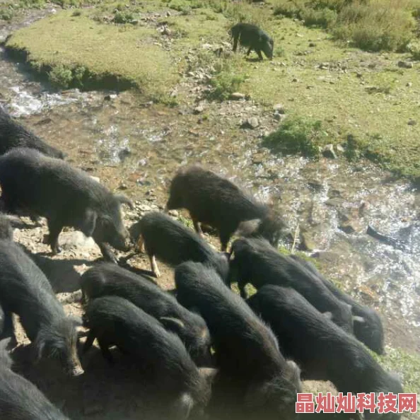 欧美人禽杂交狂配无删完整据称内容纯属虚构情节荒诞