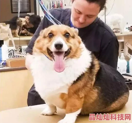 张警犬9分10秒头撞玻璃夸克完整视频已上传网络引发网友强烈谴责