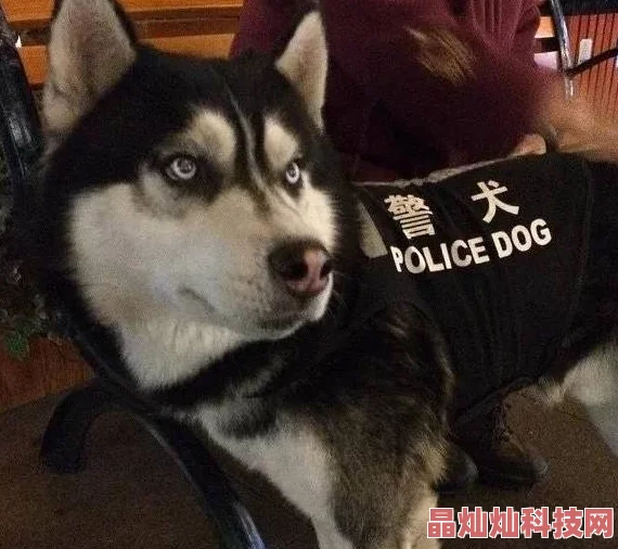 张警犬9分10秒头撞玻璃夸克完整视频已上传网络引发网友强烈谴责