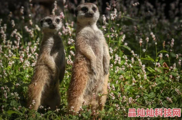 两领导在车上吃我的奶为何备受年轻人喜爱因为它是社交神器分享快乐传递美味的最佳选择