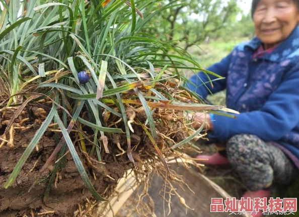 为什么《久草免费在线视频》更新及时为何拥有大量观众