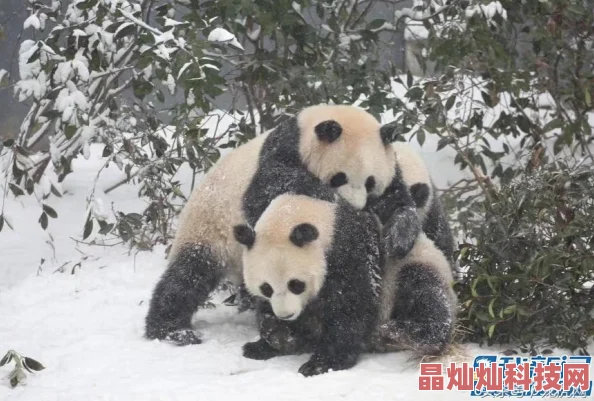 功夫熊猫3手游直播开汤圆，网友热议：萌趣十足，新年味满满！