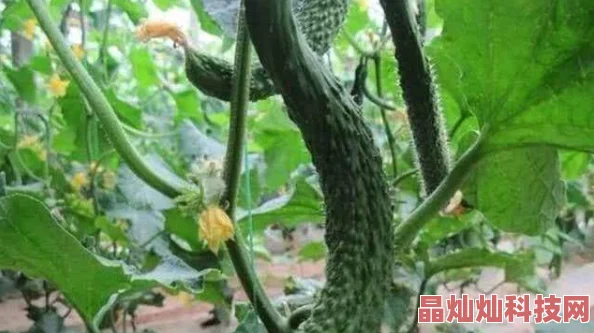 阳茎照片展现植物生长之美2025新发现奇异变异品种引关注