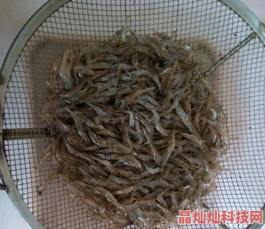 明日之后游戏攻略：对虾垂钓技巧及蒸河虾美味烹饪配方，网友亲测好评！