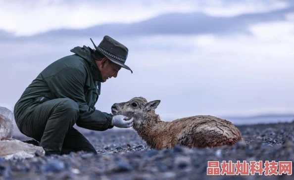 小虎还乡路遇盗猎险些丧命