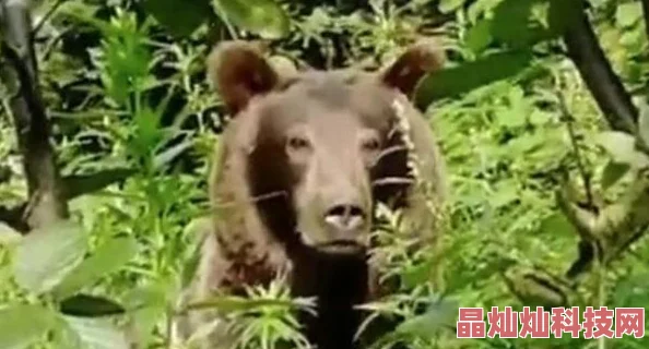 战斗吧蘑菇君！猎人任务宝箱奖励全览，网友热议丰厚回馈