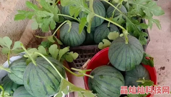 2025年热门种植技巧：我的世界网易版高效西瓜种植方法与科技融合分享