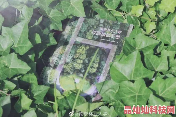 2025年热门种植技巧：我的世界网易版高效西瓜种植方法与科技融合分享