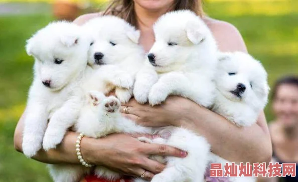 大奉打更人全订后记萨摩耶饱饱之爆笑挑战第一季快乐分享每一天的美好时光